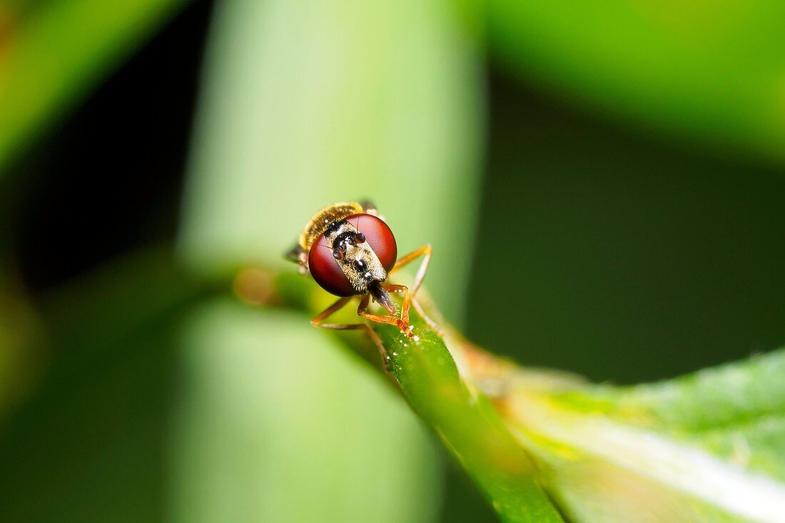 Hoverfly - England.