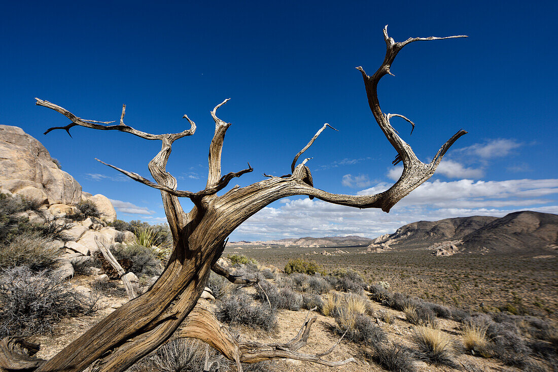 Toter Baum im Joshua Tree Nationalpark, Süd Kalifornien, USA, Amerika