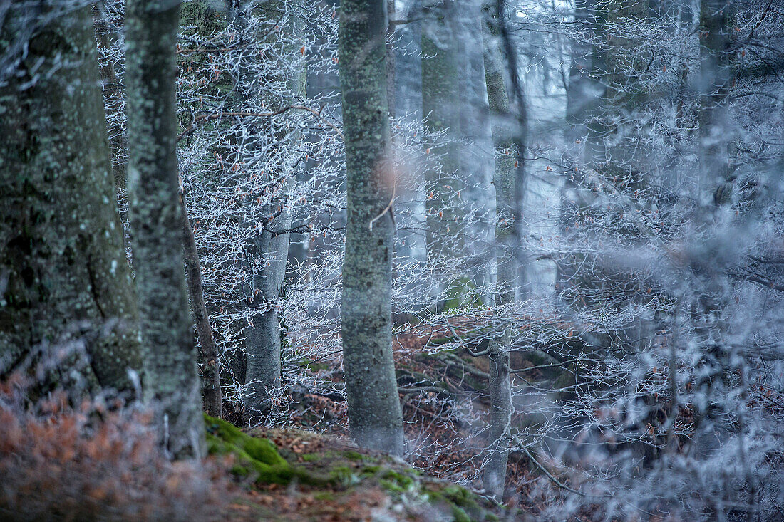 With frost covered forest, Allgaeu, Bavaria, Germany