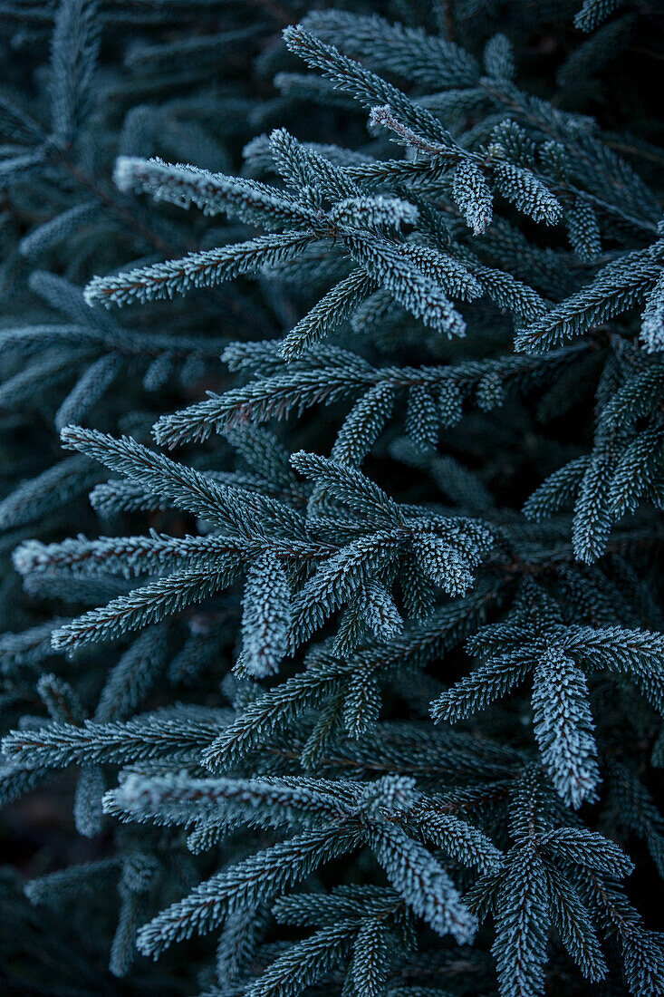 Frost covered fir branches, Allgaeu, Bavaria, Germany