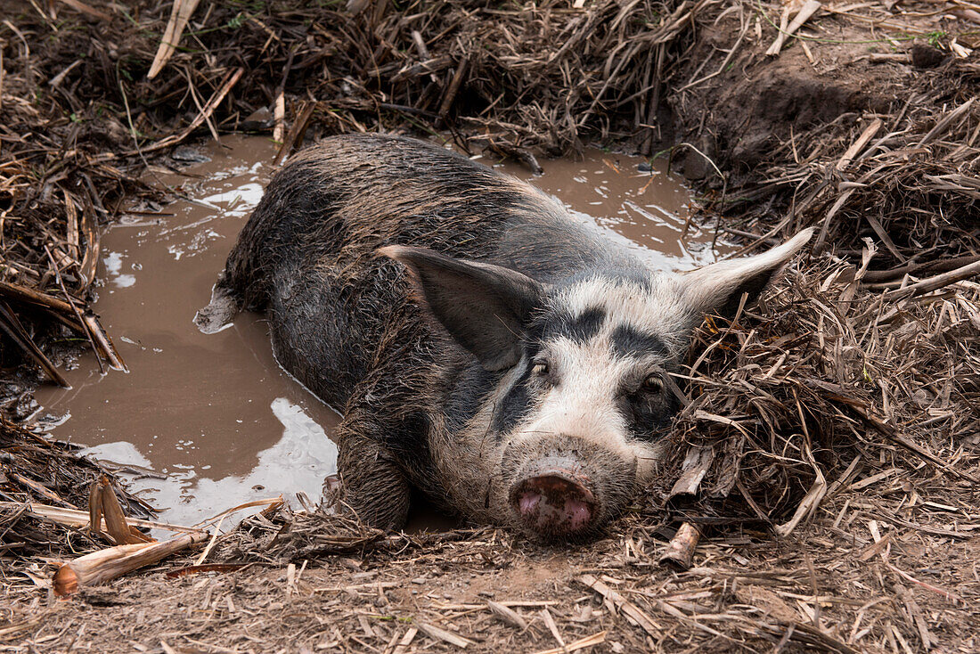 Ein Schwein suhlt sich im Schlamm, Santo Antão, Kapverdische Inseln, Afrika