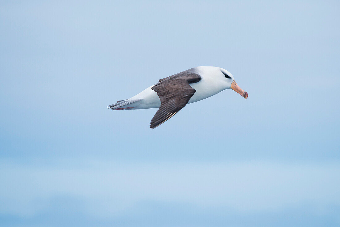 Black-browed albatross (Thalassarche melanophrys) in flight