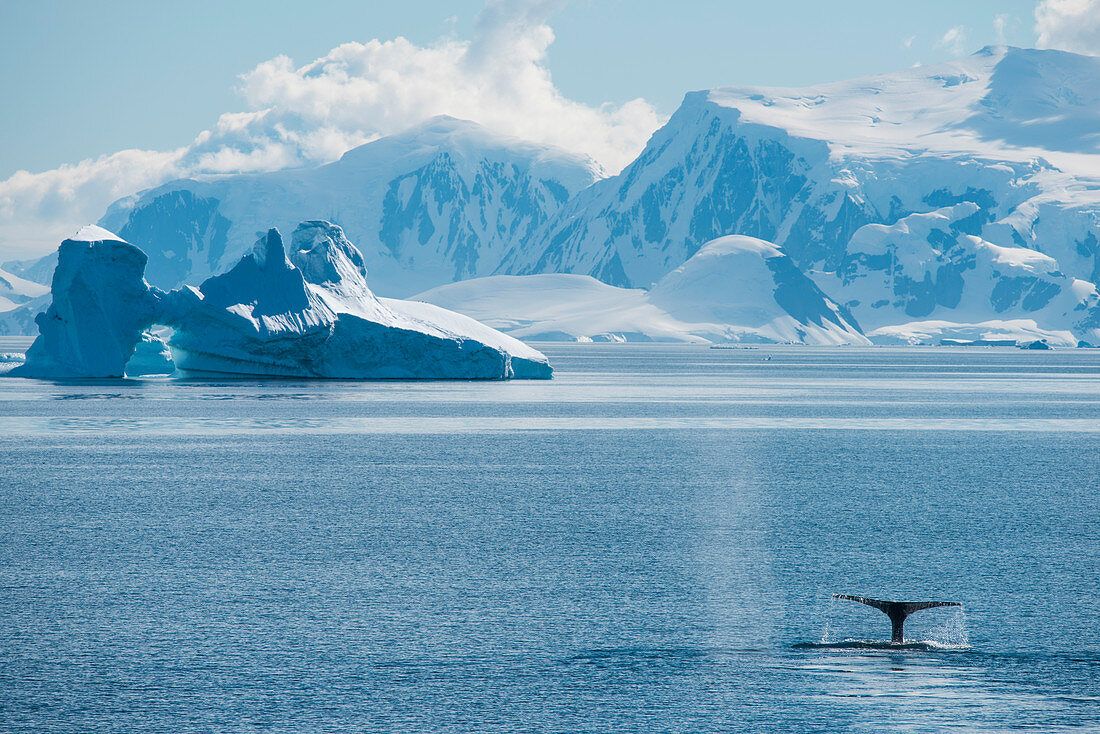 Fluke of humpback whale (Megaptera novaeangliae) with iceberg and snow-covered mountains behind