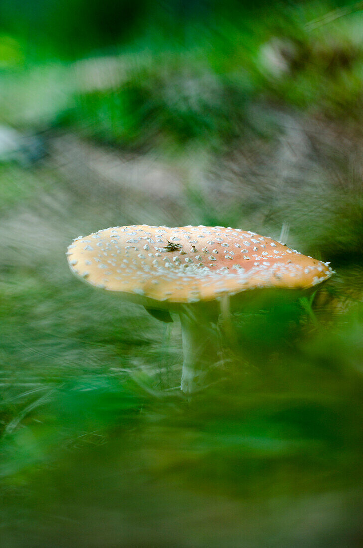 Fly agaric, Amanita muscaria, Val Calanca, canton of Grisons, Switzerland