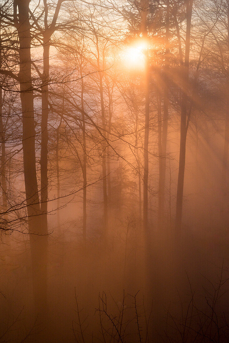 Sonnenuntergang im Mischwald, Uetliberg, Kanton Zürich, Switzerland