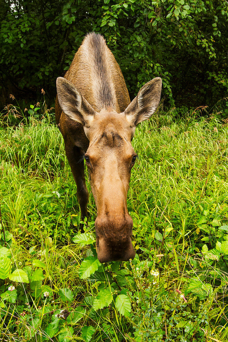 'Cow moose (alces alces), close up with a wide angle lense, south-central Alaska; Alaska, United States of America'