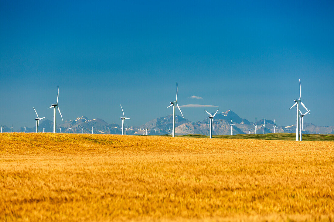 'Large wind mills in a golden wheat field with mountain range in the background and blue sky, North of Glenwood; Alberta, Canada'