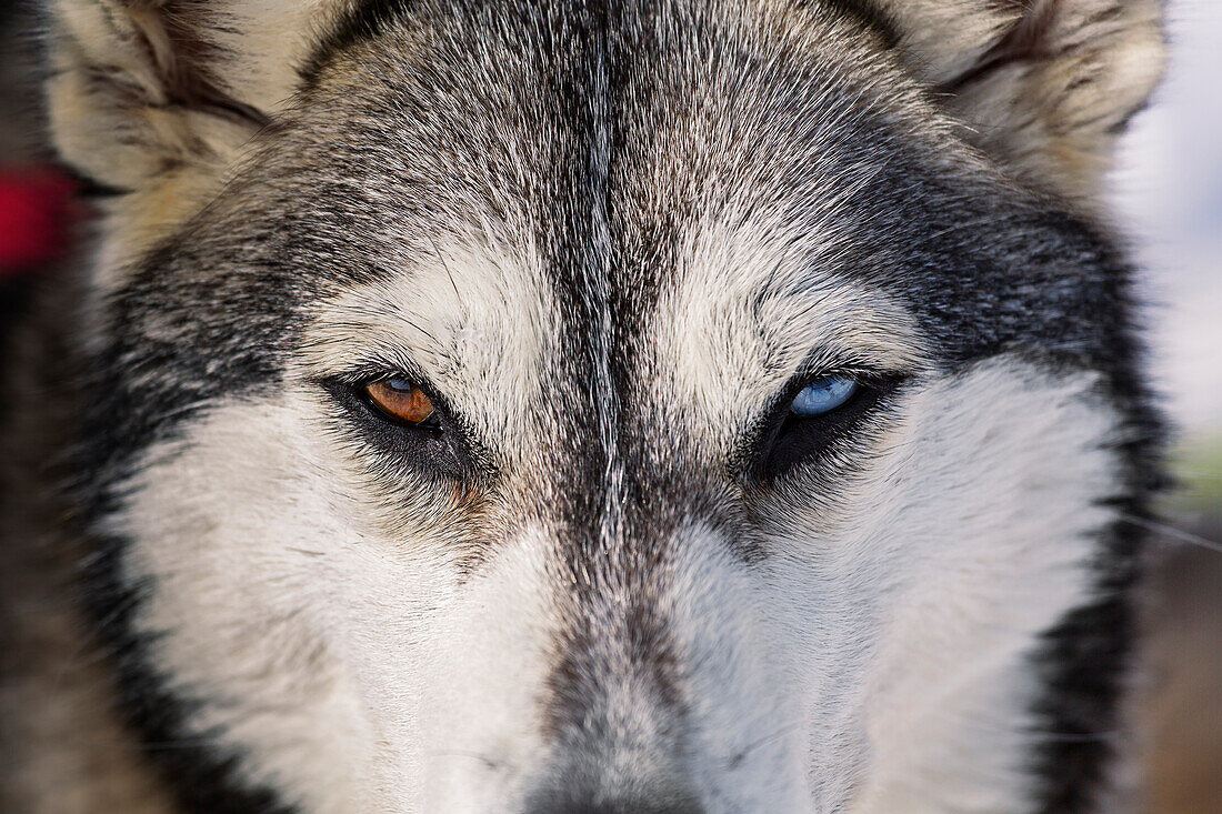 'Husky sled dog with different coloured eyes, the Laurentians; Quebec, Canada '
