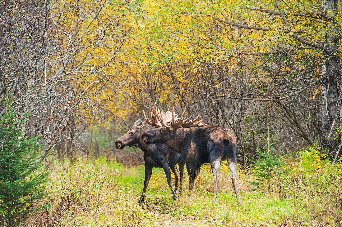 'The large bull moose (alces alces) known as Hook who roams in the Kincade Park area in Anchorage is seen with another moose during the fall rut, South-central Alaska; Alaska, United States of America'
