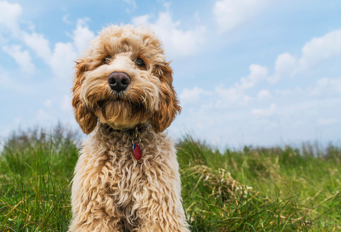 'Portrait of a blond cockapoo sitting on grass; South Shields, Tyne and Wear, England'