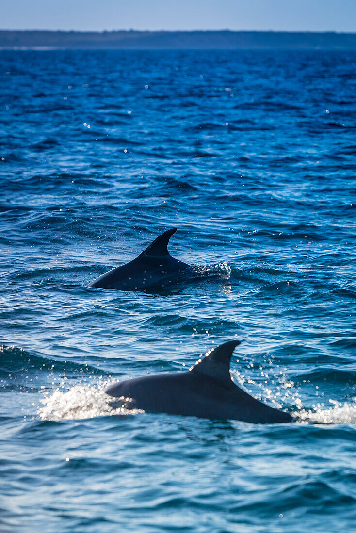 'Dolphins, Bazaruto Archipelago; Mozambique'