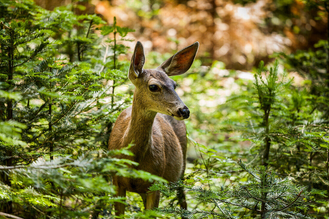 'Mule deer (Odocoileus hemionus), Sequoia National Park; California, United States of America'