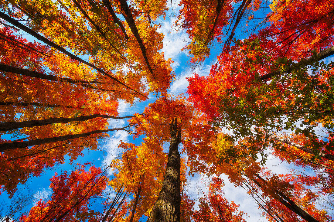 'The very colourful canopy of the Ontario forests in autumn; Ontario, Canada'