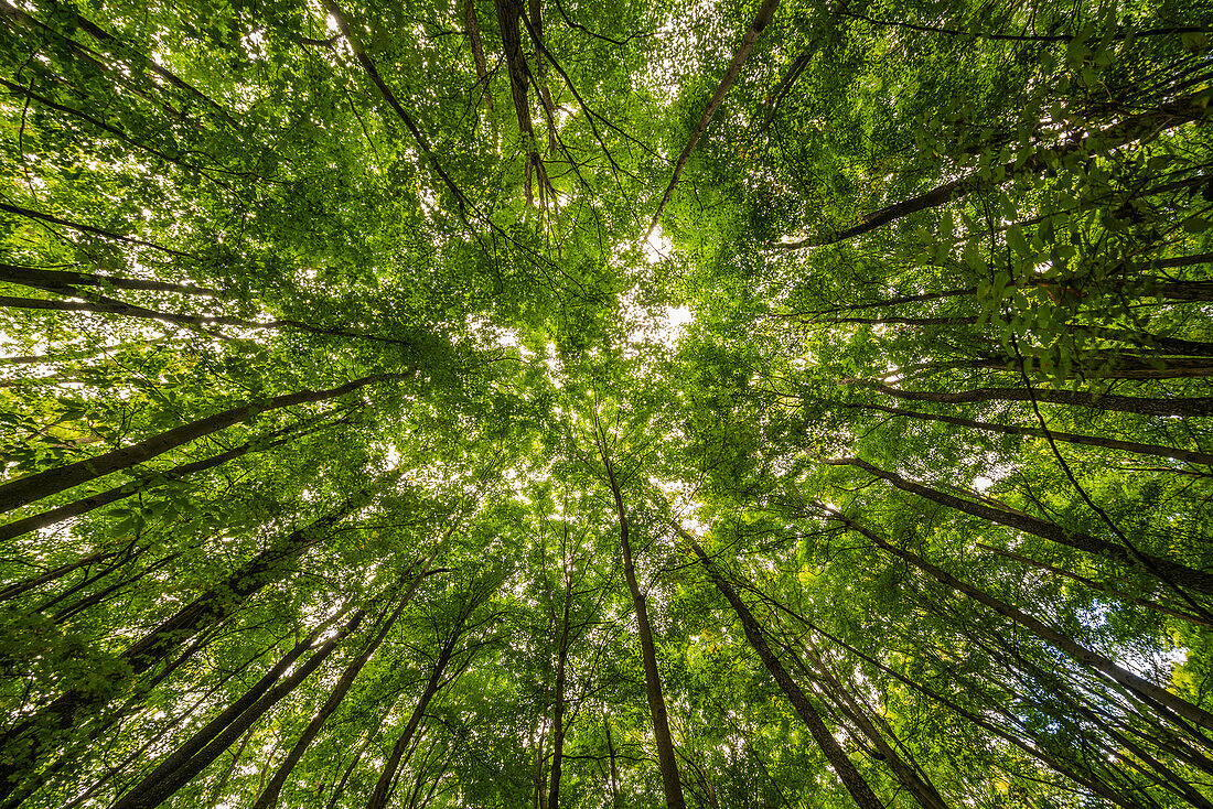 'Looking up into the green canopy of an Ontario forest; Strathroy, Ontario, Canada'