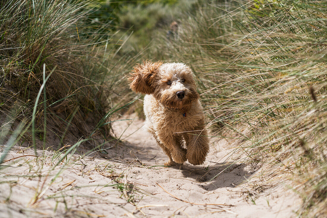 'A cockapoo runs down a sand path on the beach; South Shields, Tyne and Wear, England'