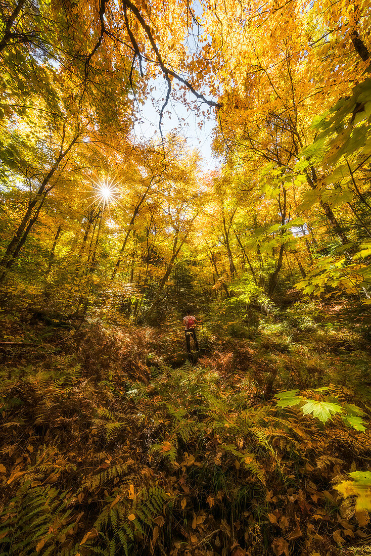 'Woman standing in a forest with the sunlight shining through the canopy, Algonquin Park; Ontario, Canada'