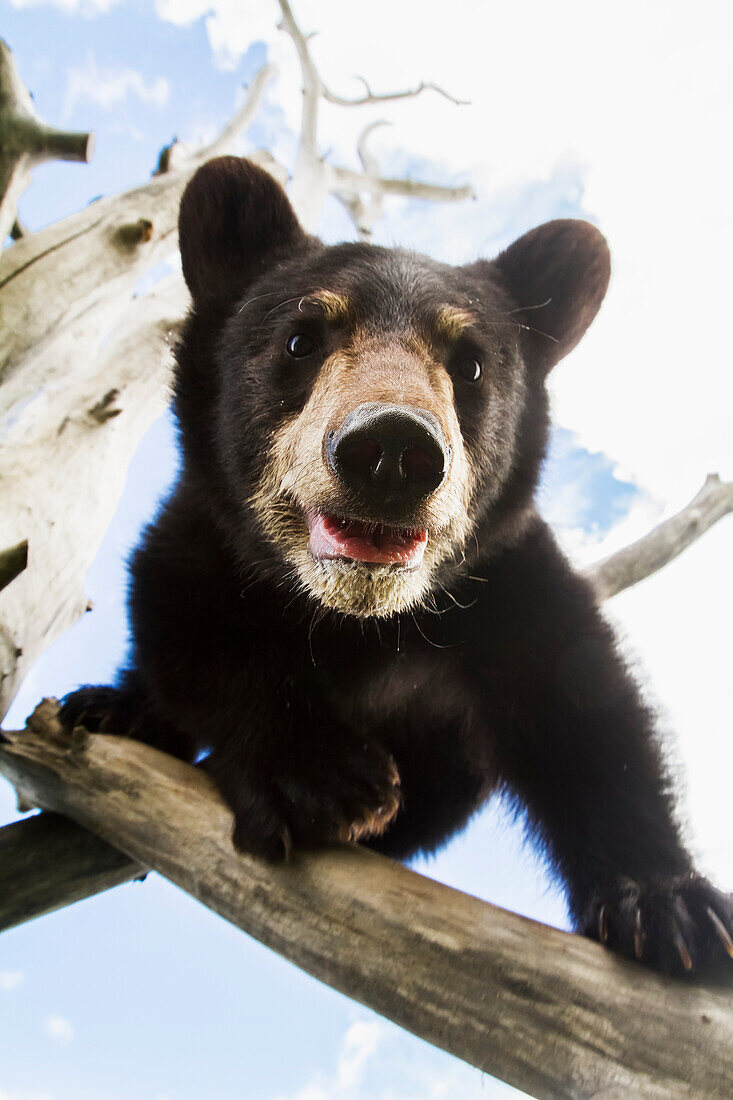 'Black bear cub (ursus americanus), captive in Alaska Wildlife Conservation Center, South-central Alaska; Portage, Alaska, United States of America'
