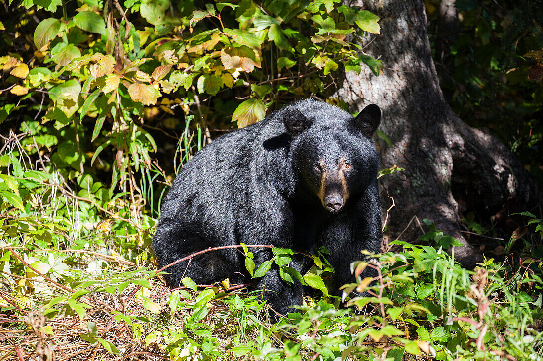 Black bear among autumn foliage, Southcentral Alaska, USA