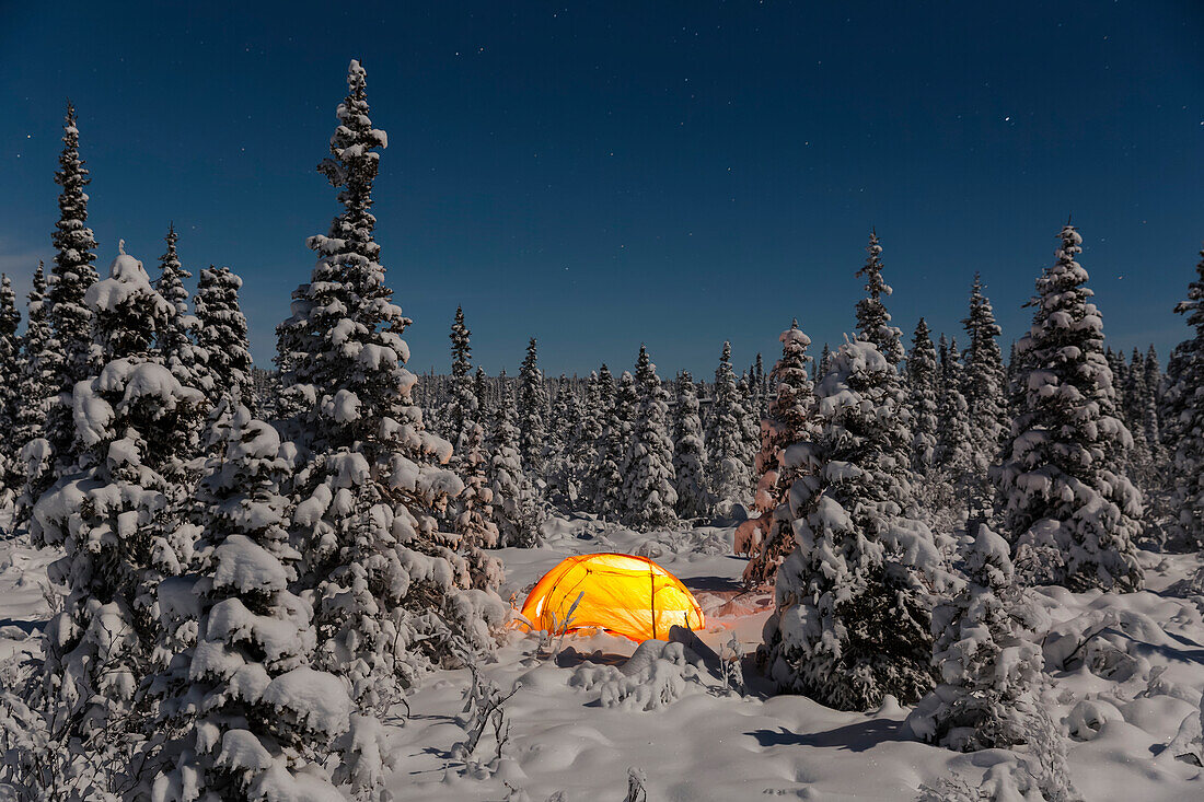 Lit tent amongst an evergreen and snow covered forest, Gakona, Southcentral Alaska, Winter