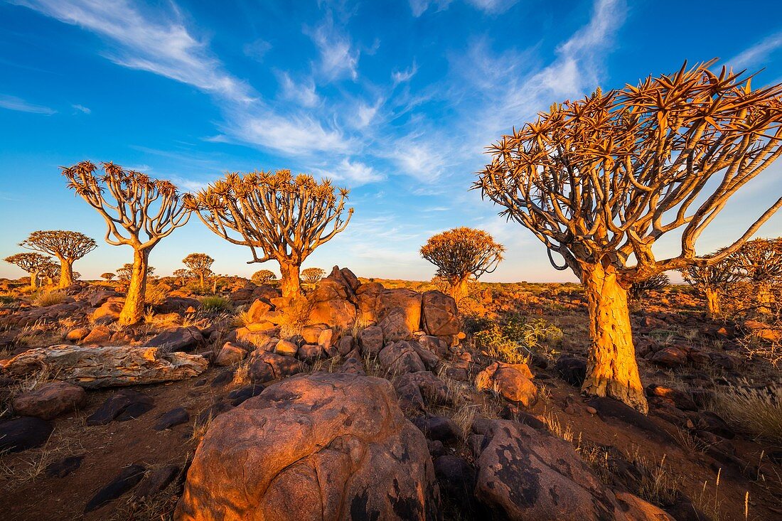 The Quiver Tree Forest (Kokerboom Woud in Afrikaans) is a forest and tourist attraction of southern Namibia. It is located about 14 km north-east of Keetmanshoop, on the road to Koës, on the Gariganus farm. It comprises about 250 specimens of Aloe dichoto