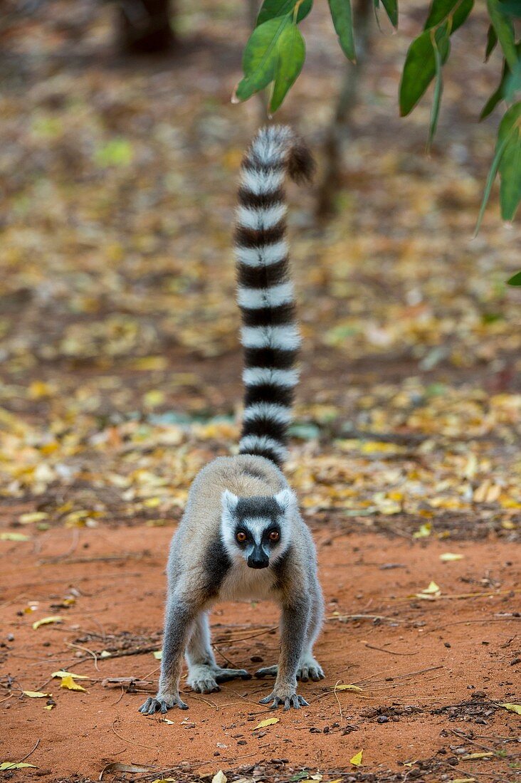 Ring-tailed Lemur (Lemur catta) bei Berenty Reserve im südlichen Madagaskar.