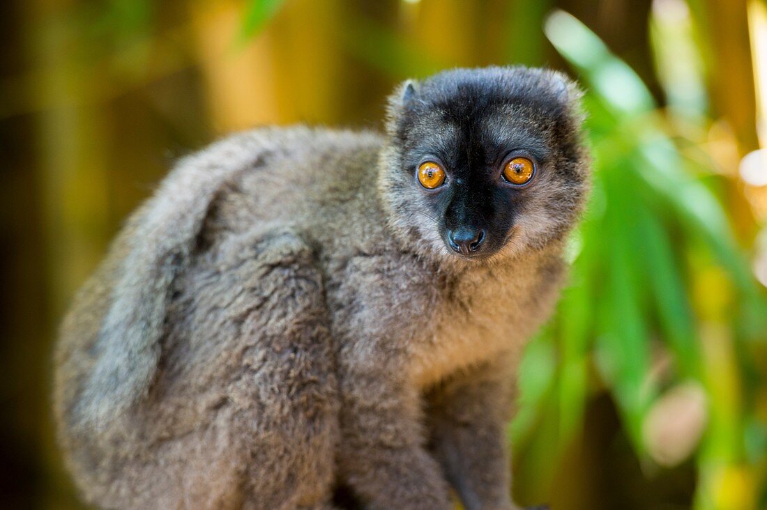 Hübscher brauner Lemur (Eulemur fulvus) am Lemur Park bei Antananarivo, Madagaskar.