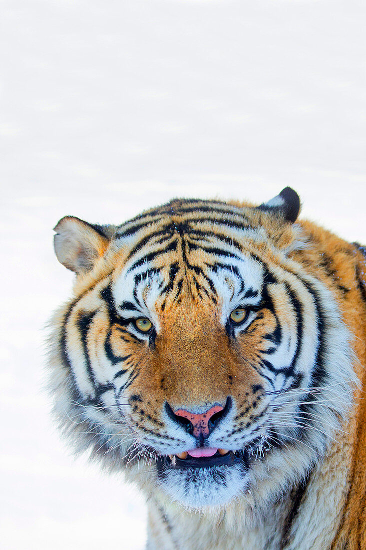 China, Harbin, Siberian Tiger Park, Siberian Tiger (Panthera tgris altaica).