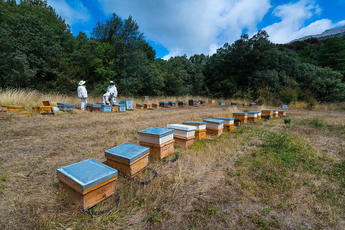 Pedro Arto Beekeeper, Aragües del Puerto Village, Jacetania, Huesca, Aragon, Spain, Europe.