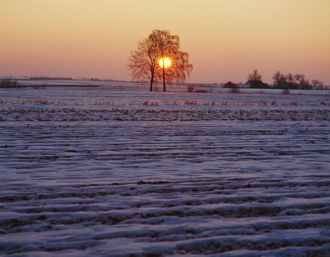 Winter sunrise. Central Poland