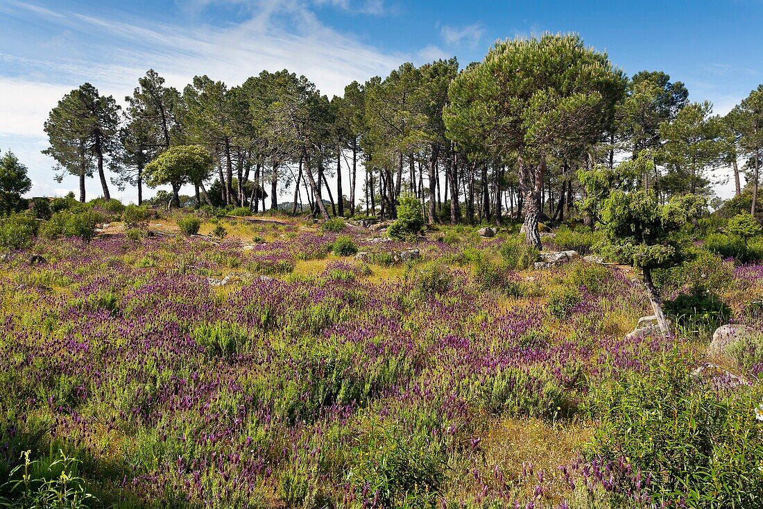 Lavandula and Pines in The Cigarral. Cadalso de los Vidrios. Madrid. Spain. Europe.