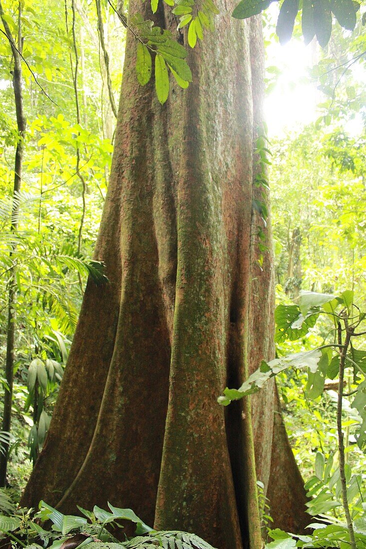 Buttress Wurzeln der Bäume im Hochdschungel Henri Pittier Nationalpark Venezuela