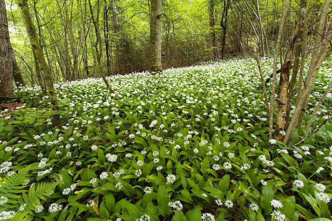 Vast expanse of white flowers in the woods