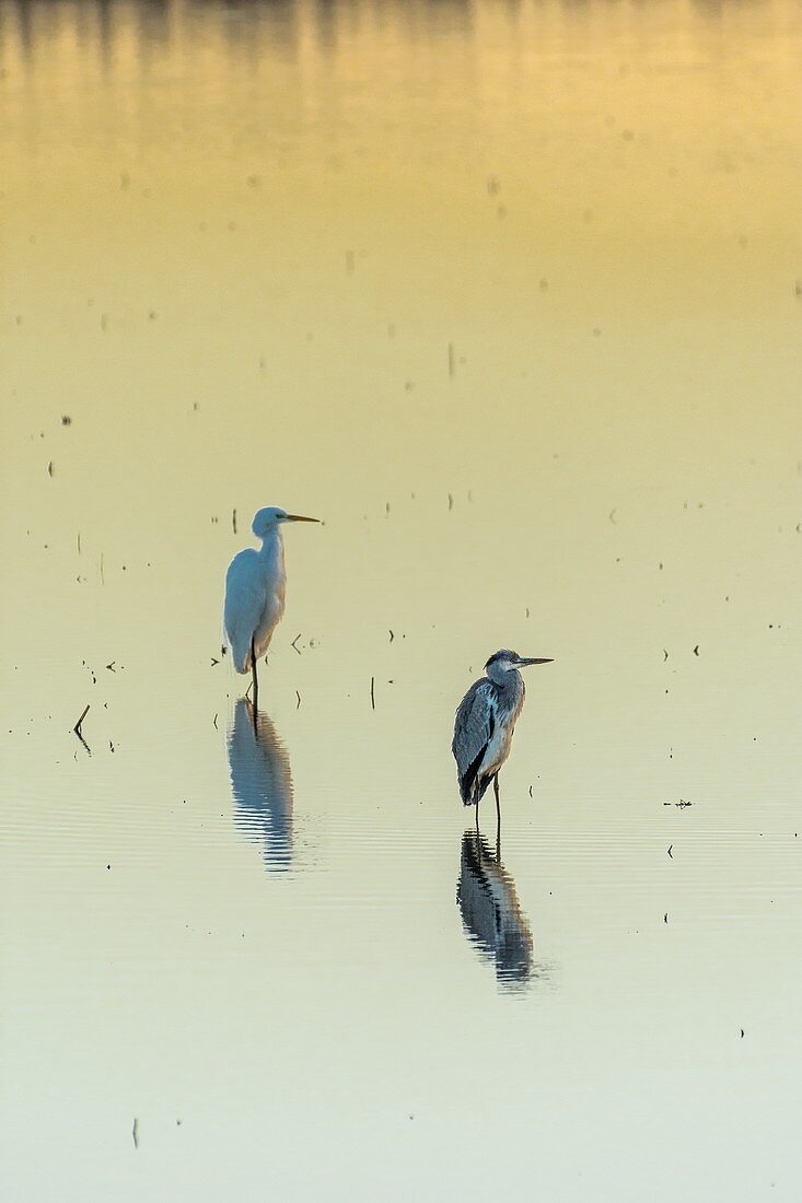 Egrets in the marsh at dawn. Doñana Natural Park. Seville. Andalusia. Spain.