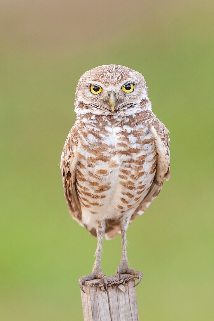 Burrowing owl (Athene cunicularia) standing on a T-perch.