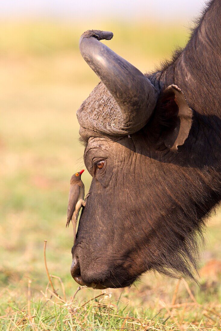 Red-billed Oxpecker (Buphagus erythrorhynchus), on a Cape buffalo (Syncerus caffer), Chobe National Park, Botswana.