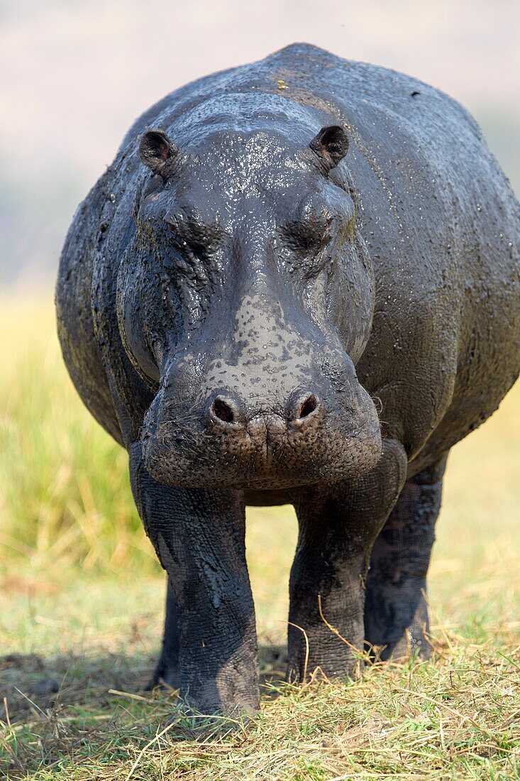 Hippopotamus (Hippopotamus amphibius), Chobe National Park, Botswana.