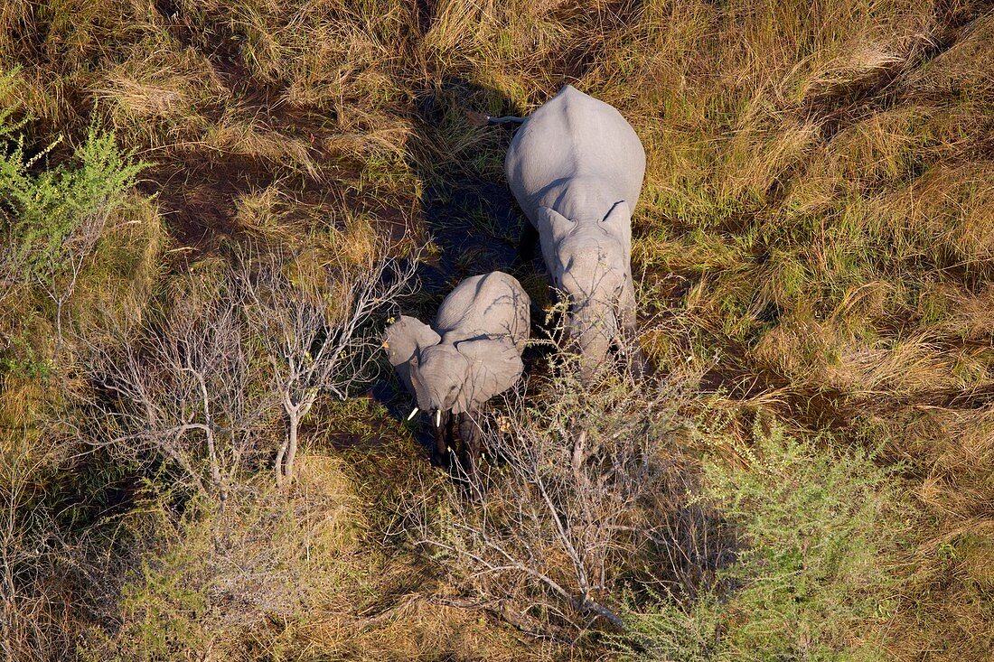 Aerial view of African Elephant (Loxodonta africana). Okawango Delta, Botswana. The Okavango Delta is home to a rich array of wildlife. Elephants, Cape buffalo, hippopotamus, impala, zebras, lechwe and wildebeest are just some of the large mammals can be 