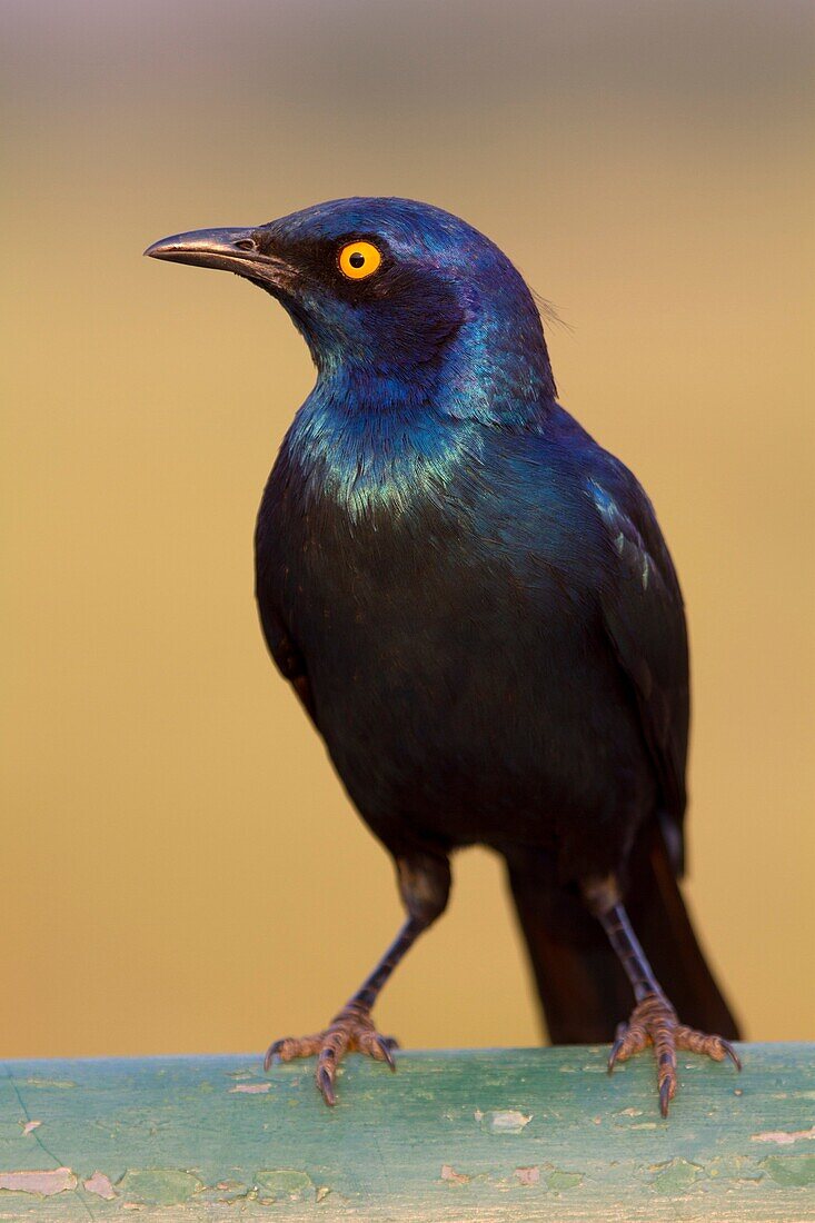 Cape glossy starling (Lamprotornis nitens), Kruger National Park, South Africa.
