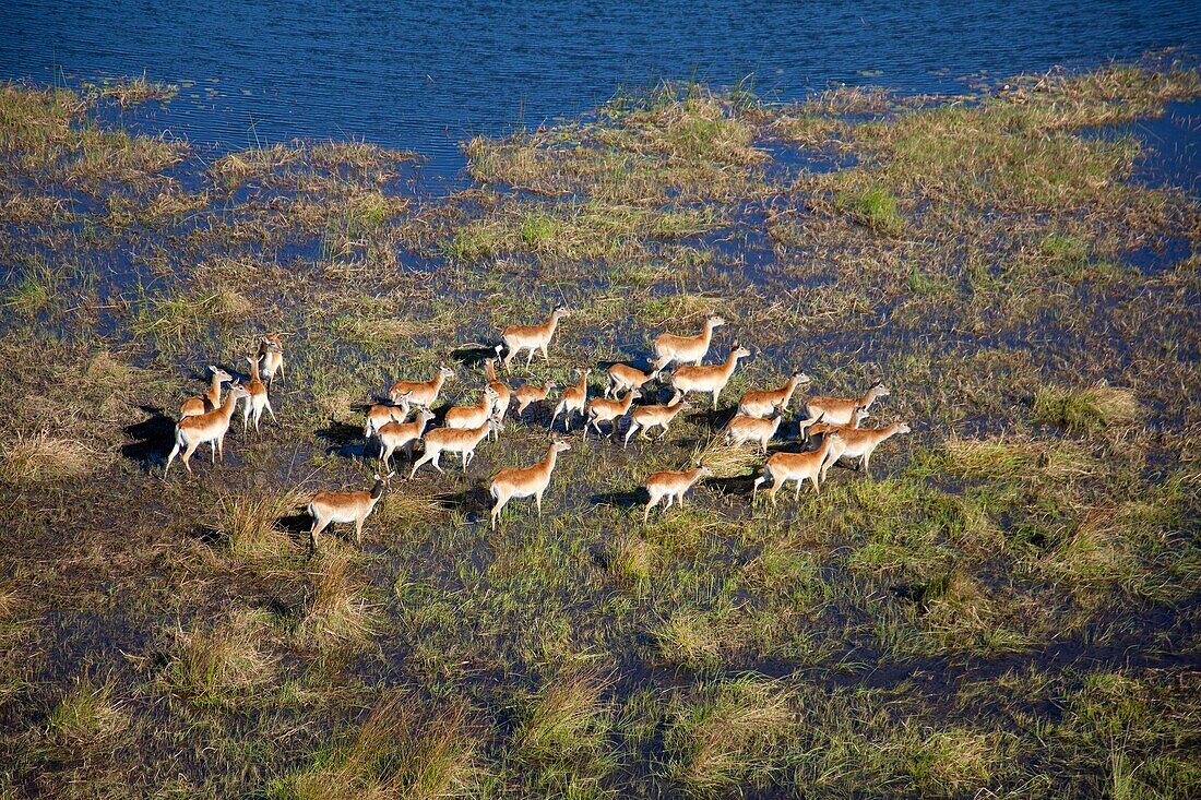 Aerial view of Red Lechwes (Kobus leche), running in the floodplain. Okavango Delta, Botswana. The Okavango Delta is home to a rich array of wildlife. Elephants, Cape buffalo, hippopotamus, impala, zebras, lechwe and wildebeest are just some of the large 