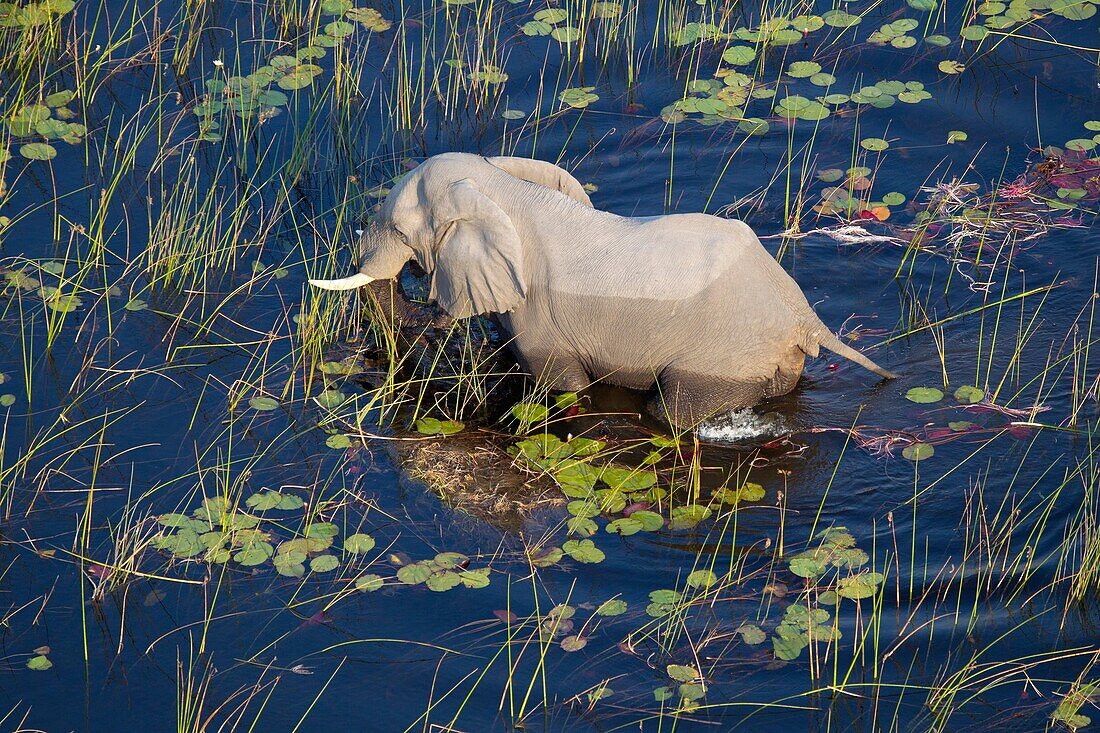 African Elephant (Loxodonta africana), in the flooplain, aerial view, Okavango Delta, Botswana.The Okavango Delta is home to a rich array of wildlife. Elephants, Cape buffalo, hippopotamus, impala, zebras, lechwe and wildebeest are just some of the large 