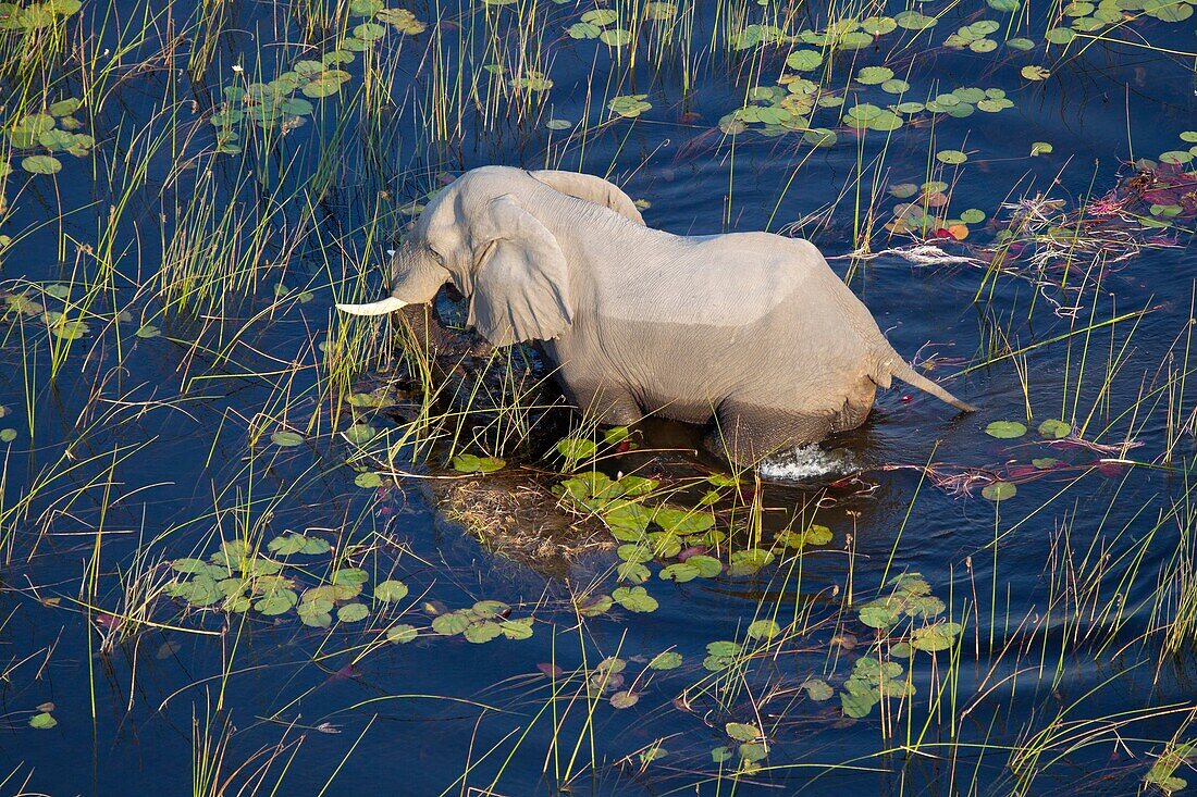 elephant aerial view