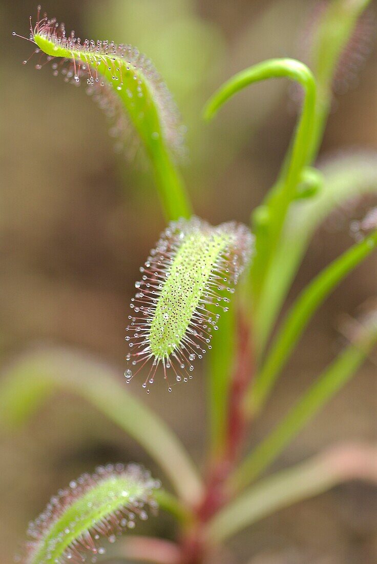 Cape sundew, Drosera capensis