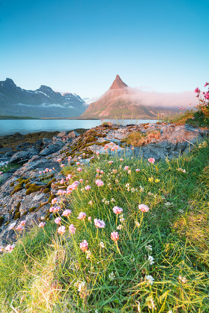 The midnight sun lights up flowers and the rocky peak of Volanstinden surrounded by sea, Fredvang, Moskenesoya, Lofoten Islands, Norway, Scandinavia, Europe