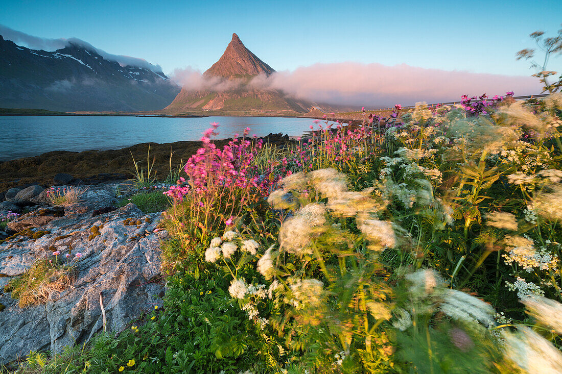 The midnight sun lights up flowers and the rocky peak of Volanstinden surrounded by sea, Fredvang, Moskenesoya Lofoten Islands, Norway, Scandinavia, Europe