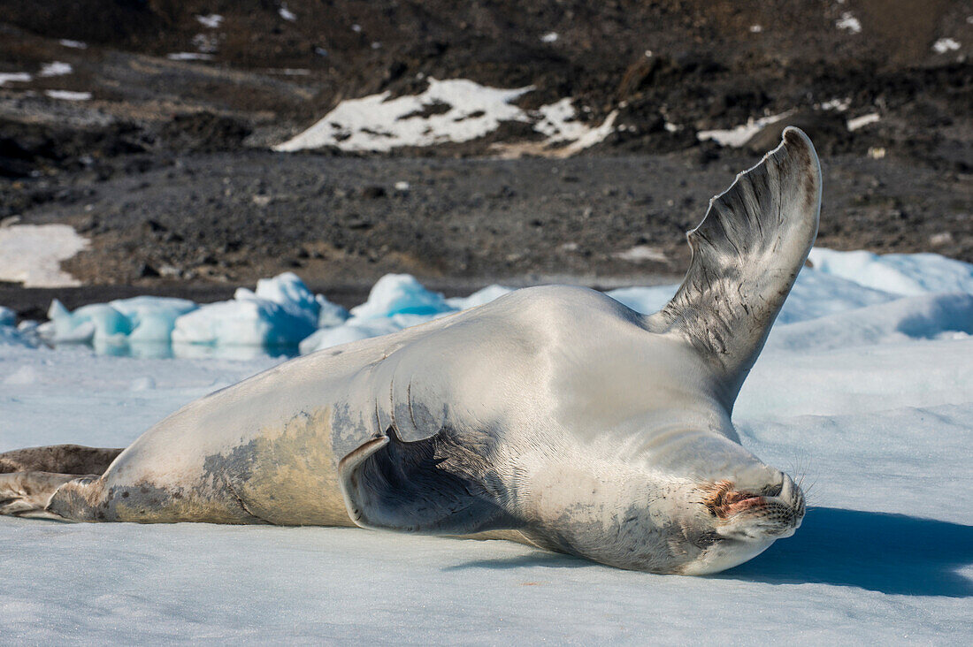 Crabeater Seal (Lobodon carcinophaga) (carcinophagus) lies on its back on an ice floe in Hope Bay, Antarctica, Polar Regions