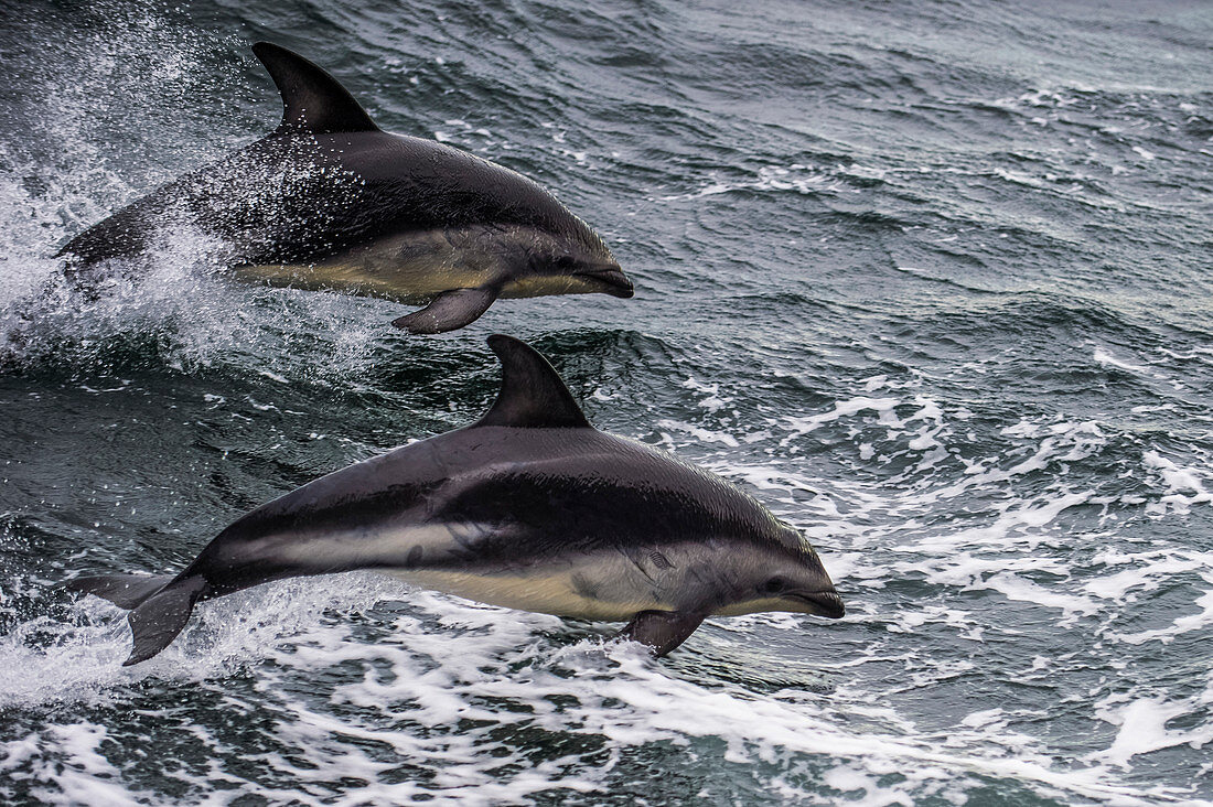 Dusky dolphin (Lagenorhynchus obscurus) jumping, Beagle Channel, Tierra del Fuego, Argentina, South America