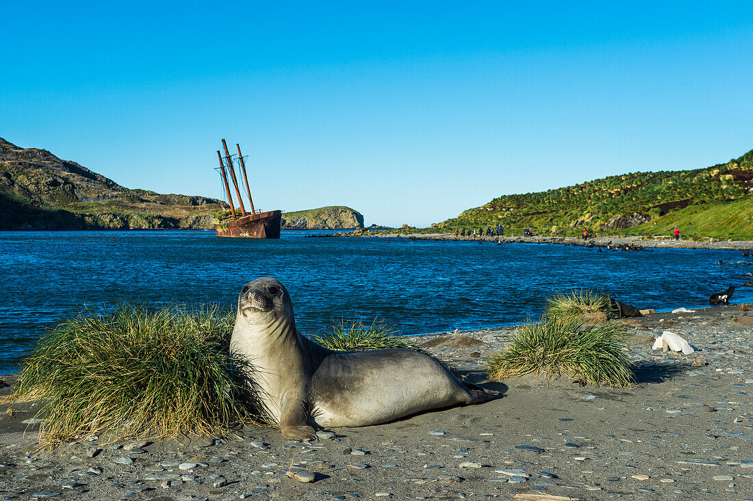 The southern elephant seal (Mirounga leonina) in front of an old whaling boat, Ocean Harbour, South Georgia, Antarctica, Polar Regions