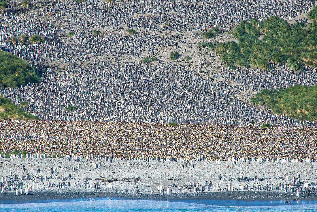 Giant king penguin (Aptenodytes patagonicus) colony, Salisbury Plain, South Georgia, Antarctica, Polar Regions