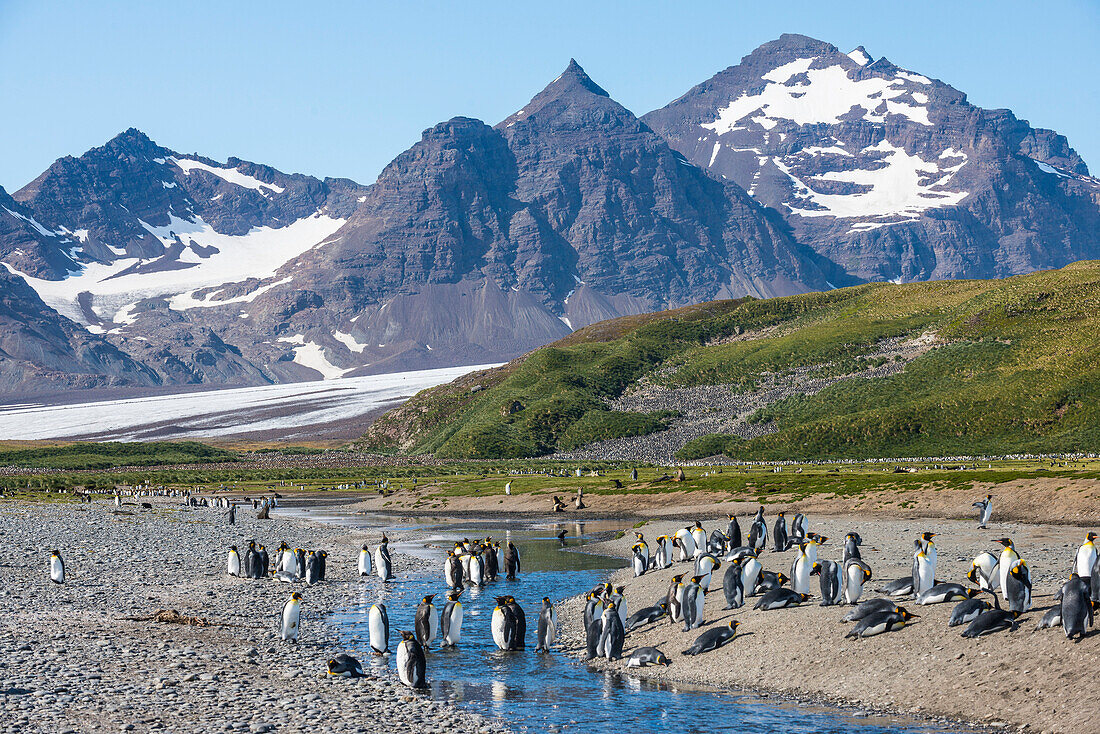 King penguins (Aptenodytes patagonicus) in beautiful scenery, Salisbury Plain, South Georgia, Antarctica