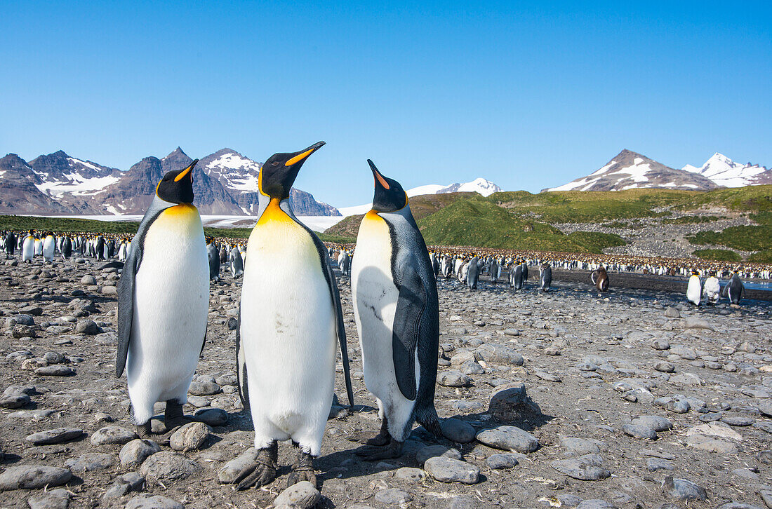 King penguins (Aptenodytes patagonicus), Salisbury Plain, South Georgia, Antarctica, Polar Regions